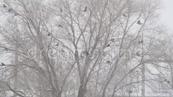 暴风雪中一群黑鸟在一棵无叶的树上视频的预览图
