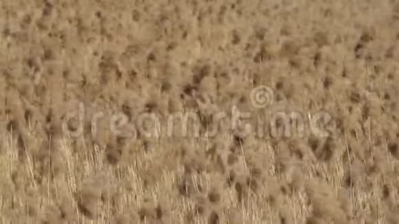 干枯的高大芦苇在风中摇曳视频的预览图