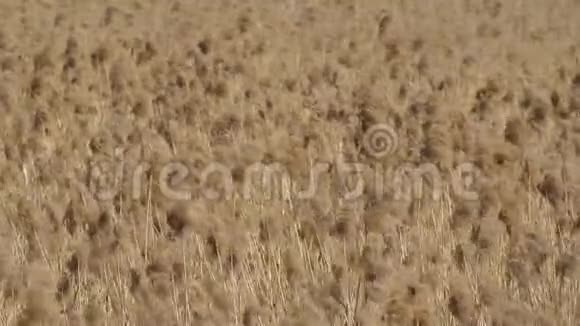 干枯的高大芦苇在风中摇曳视频的预览图