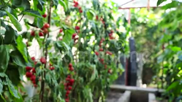 温室4K视频中新鲜成熟的红西红柿视频的预览图