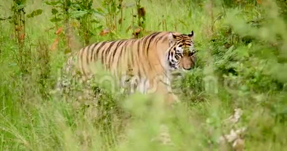 老虎在荒野地区的植物中行走视频的预览图