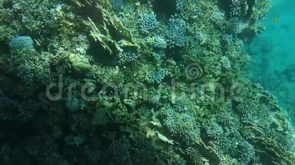 窗外的珊瑚礁特写11视频的预览图