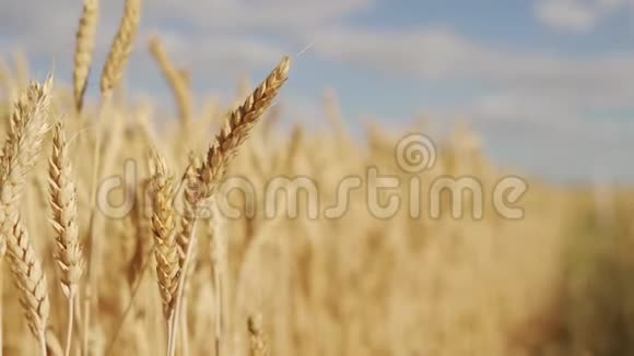 熟冬麦田黄粮收获视频的预览图