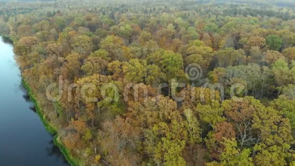 在秋天的森林里在茂密的树叶下低空飞过壮丽的秋树视频的预览图