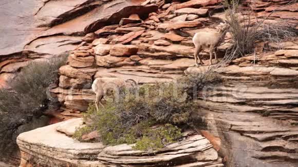 两只沙漠大角羊在新春吃草视频的预览图