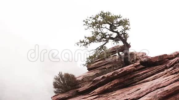 红岩雪坡杜松树视频的预览图