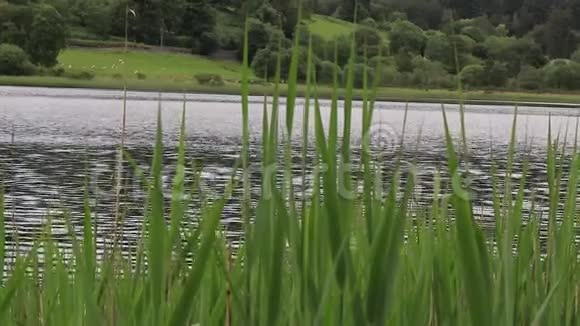 爱尔兰绿茵乡村的湖畔漫步视频的预览图