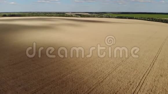成熟小麦的田野鸟瞰阳光灿烂的天空云层准备收割视频的预览图