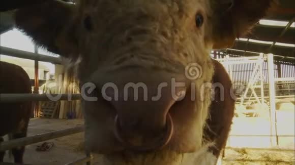 镜头特写小牛鼻子农场场景英国视频的预览图