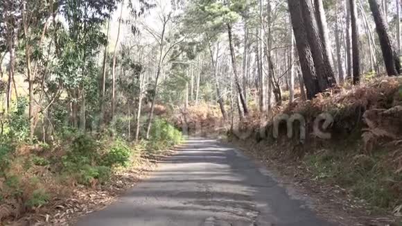 马德拉PauldoSerra山区附近的桉树松林和粗糙的自然倾斜拍摄视频的预览图