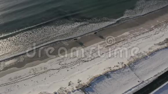 海滩上的马的空中录像非常特别的视频马在冬季沙滩在洛夫顿群岛维克豪克兰海滩视频的预览图