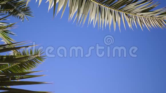 绿色的棕榈叶在阳光和蓝天的背景下随风飘扬ProRes的4k视频视频的预览图