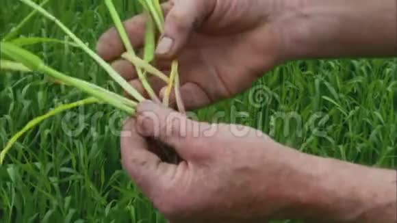 英国农村农民手拿受感染的草视频的预览图