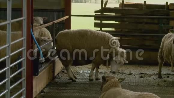 两只白色孕妇羊准备在英国上市视频的预览图