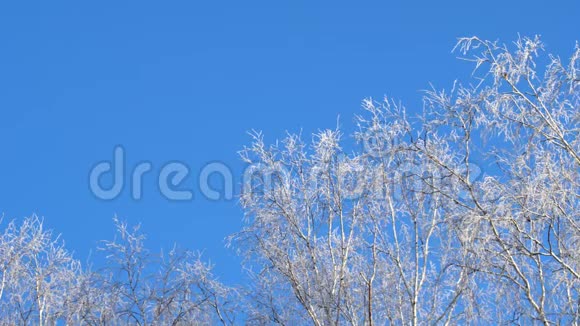 冬天的雪树蓝天冬天的时候是雪林冬天的树林里是阳光森林里的阳光冬季视频的预览图