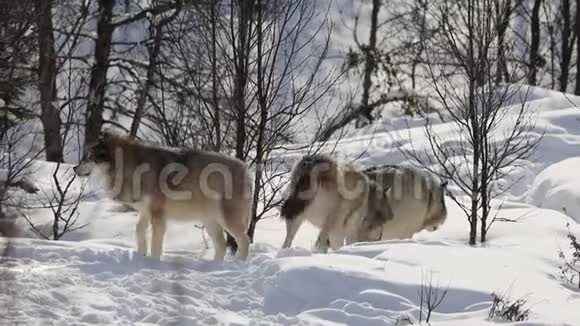 狼在雪地上走进冬林视频的预览图