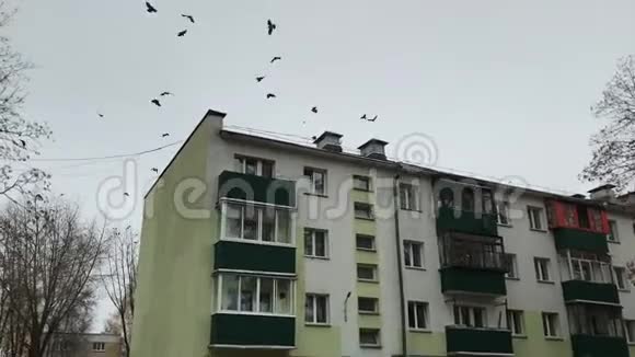 鸟儿的鸟群在城里的房子里盘旋发出清脆的声音视频的预览图