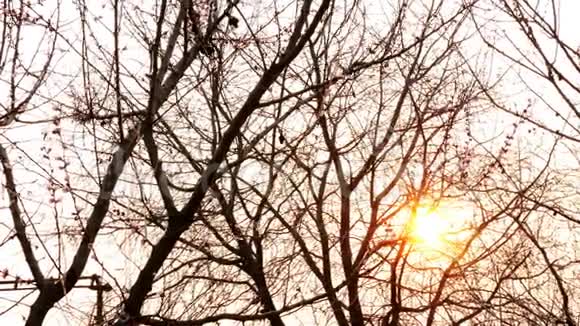 一枝一枝盛开的杏树或樱桃树在夕阳中随风摆动在花园里又亮了中期计划视频的预览图