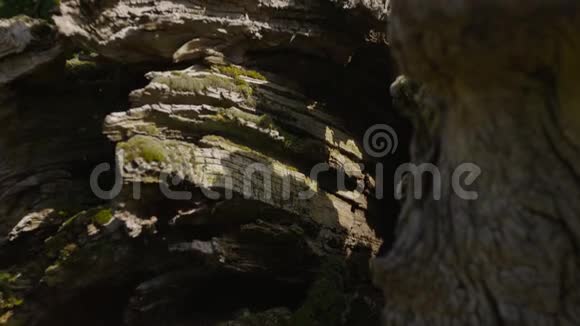 老化的漂木上的树皮退化视频的预览图