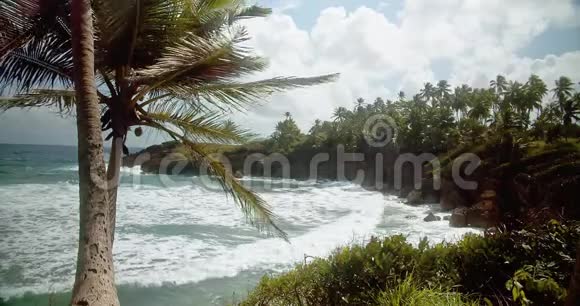 当海浪拍打岩石露头时悬崖边的棕榈树在风中飘扬视频的预览图