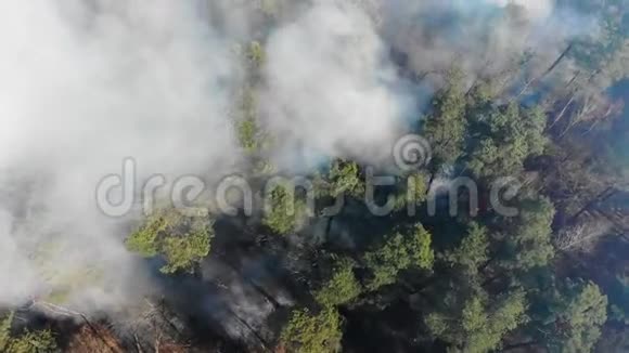 从燃烧的森林顶部的空中俯瞰大片森林正在燃烧松林景色中的火焰视频的预览图