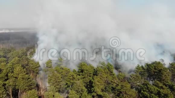 大片森林正在燃烧空中大规模森林火灾火在松林中从高处眺望飞行飞行视频的预览图