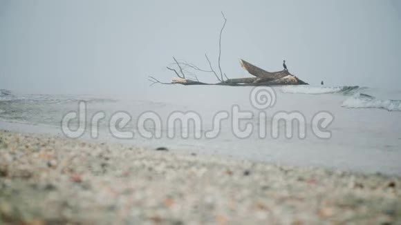 树干海滩上的忧伤多雾海边鸟4k苍白的海景背景视频的预览图