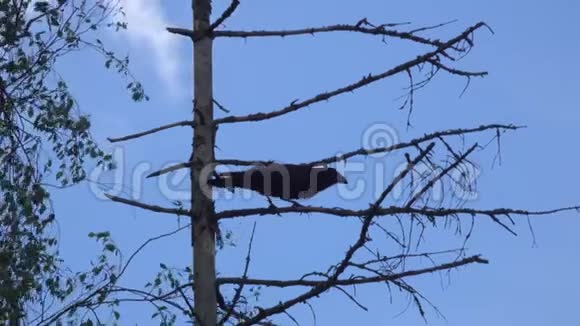 普通的乌鸦或北方的乌鸦是在干云杉的枝上视频的预览图
