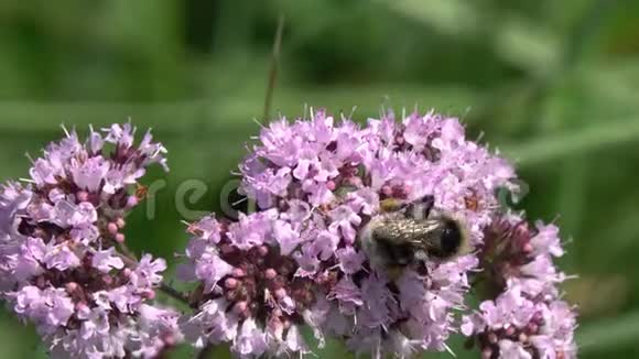 大黄蜂在一朵乌里加诺乌里根乌里加雷上采蜜视频的预览图