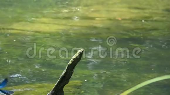 蜻蜓美丽的蓑羽笠翁在水流上缓缓地特写减速16次视频的预览图