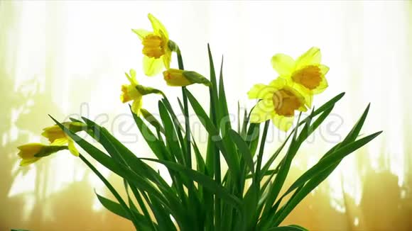 水仙花花的花束在窗户上开放它的花朵绽放的时间流逝黄泉的背景视频的预览图
