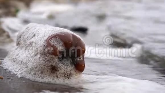 一个塑料瓶在水库岸边的波浪上摆动的特写镜头视频的预览图