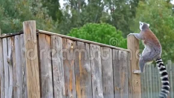 环尾狐猴从户外的木台上下来视频的预览图