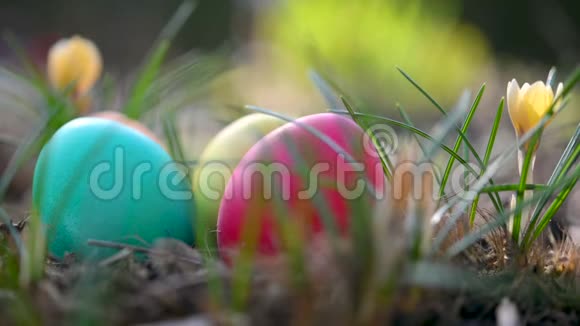 五颜六色的复活节彩蛋在花园里盛开的花朵附近视频的预览图