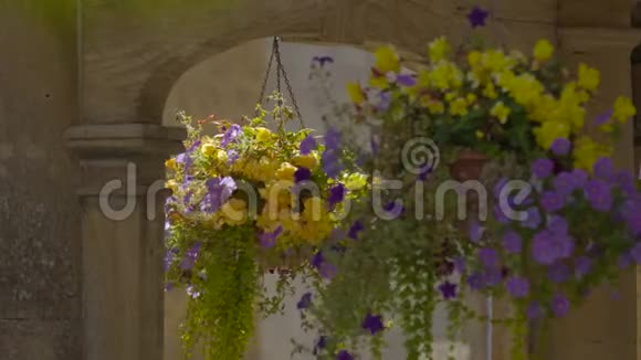 几个挂着花和蕨类植物的花盆视频的预览图