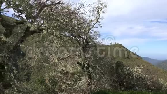 编织树淘拍马德拉的Rabacal和PauldoSerra山区的粗糙的自然和高地视频的预览图