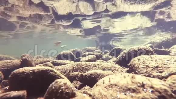 水下拍摄鱼视频的预览图