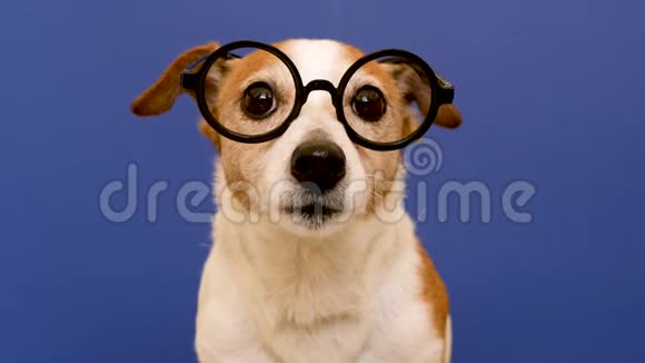 戴眼镜的聪明狗看着摄像机视频的预览图