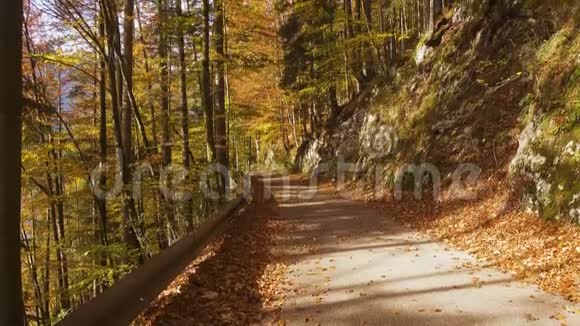 秋天森林里的一条空小路视频的预览图