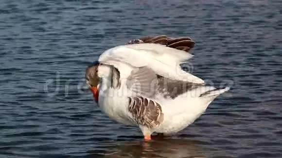 白色和棕色羽毛鸭子在水中视频的预览图