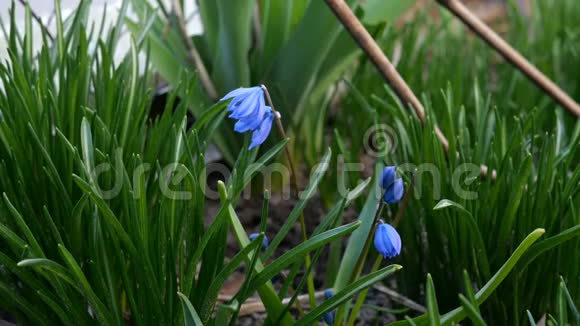 在花园或后院生长的小蓝第一春花在光线下摇摆视频的预览图