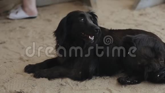 一只大黑狗躺在沙子上张开嘴看着周围的一切特写视频的预览图