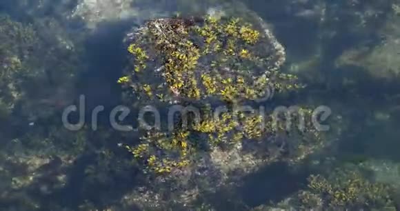 水拍打着岩石周围的海藻视频的预览图
