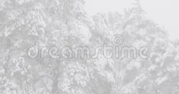 已定美丽的白雪公主森林在冬季霜冻日冬天的森林里下雪了视频的预览图