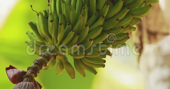印度果阿香蕉树显示果实和花序缩小范围视频的预览图
