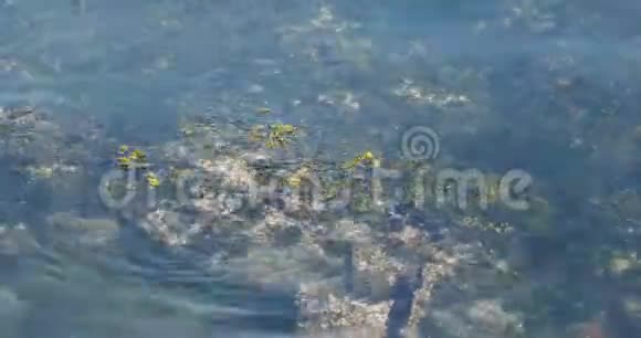水拍打着岩石周围的海藻视频的预览图