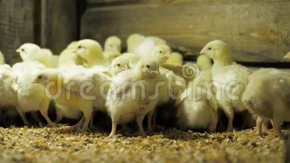 家禽养殖场鸡鸡肉鸡视频的预览图