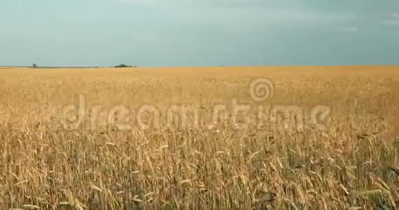 阳光明媚的夏日小麦田的乡村景观六月的月份Til视频的预览图