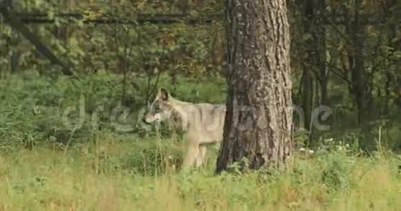 已定白俄罗斯欧亚森林狼在秋林中奔跑视频的预览图