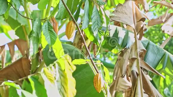 风用绿叶摇动树枝两个成熟的黄可可果视频的预览图